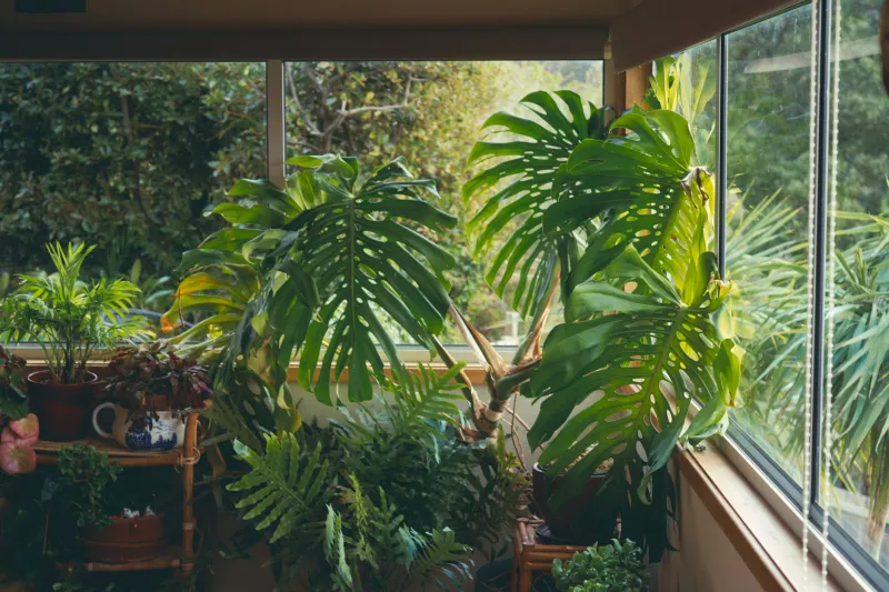 Vivere in sintonia con la natura: design biofilico e ritmi circadiani per una casa che nutre l'anima